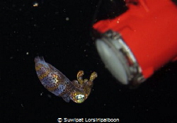 This "baby squid" was shot around HTMS Prab Wreck around ... by Suwipat Lorsiripaiboon 